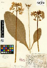 Image of Primula japonica