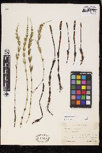 Equisetum arvense image