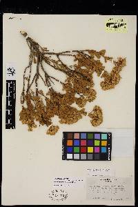 Ericameria cuneata var. spathulata image