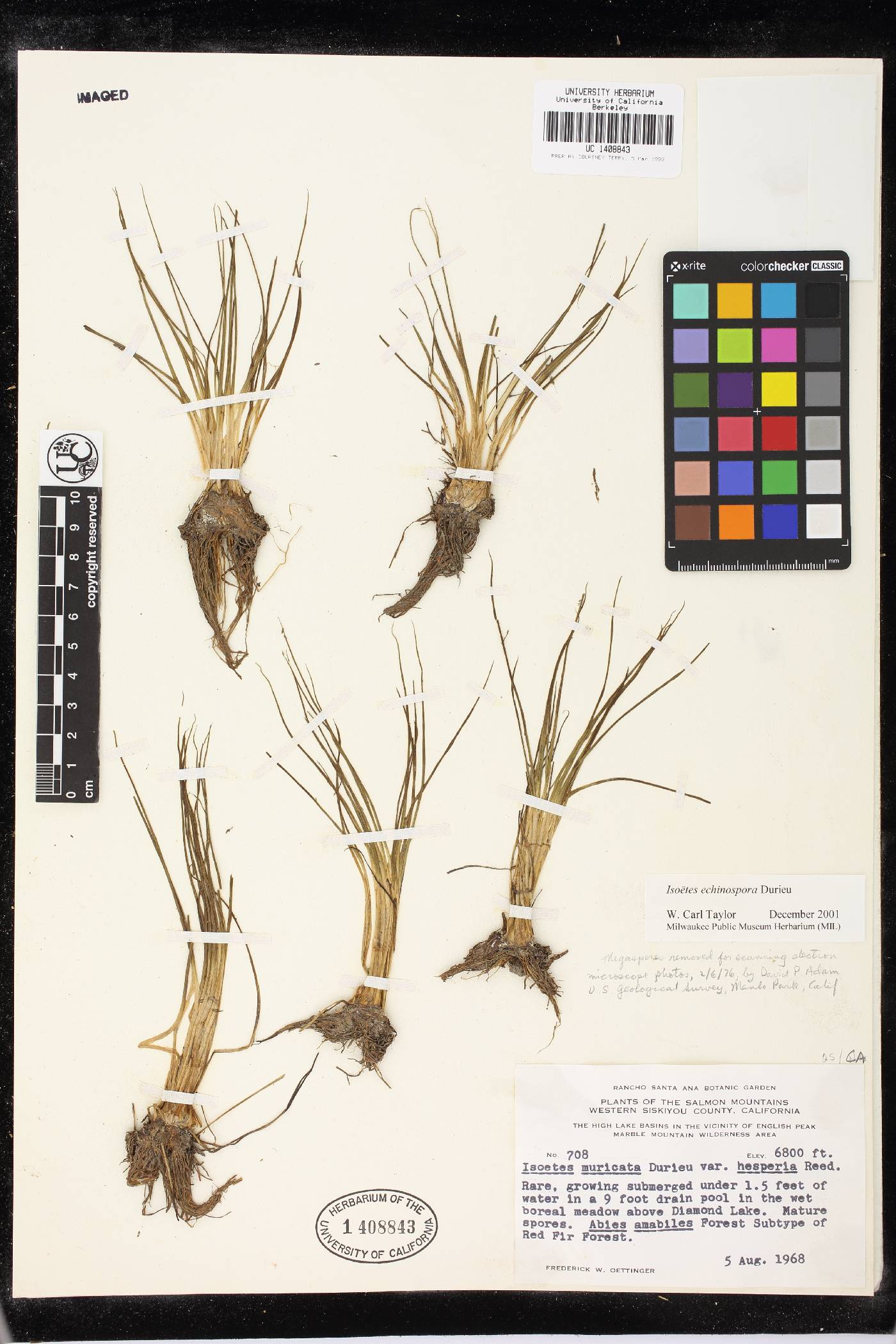 Isoetes echinospora image