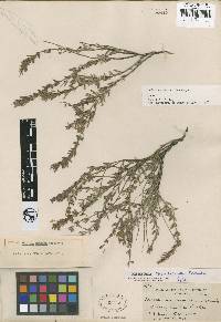 Hedeoma montana image