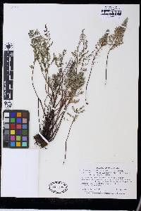 Pellaea mucronata var. californica image