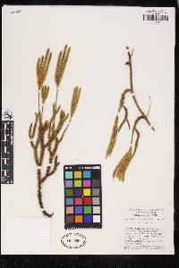 Lycopodium clavatum image