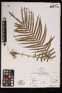 Pteris vittata image