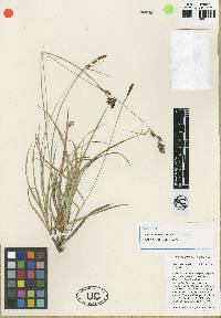 Carex serpenticola image