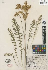 Filipendula vulgaris image