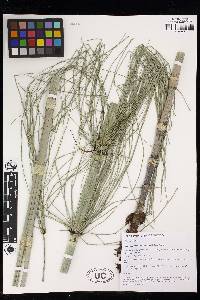 Equisetum myriochaetum image