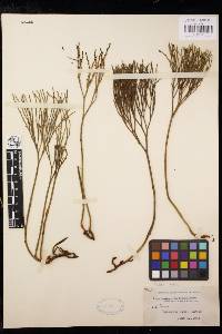 Psilotum nudum image