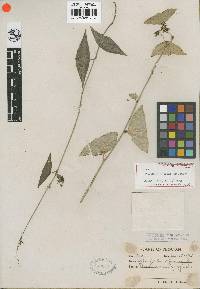 Image of Passiflora coriacea