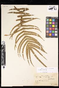 Pteris vittata image