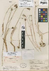 Brodiaea pallida image