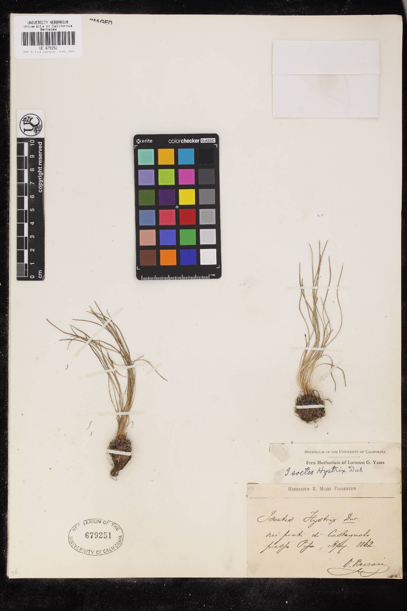Isoetaceae image