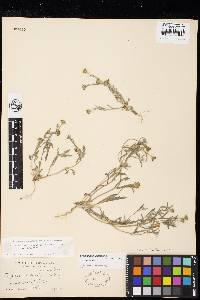Eriophyllum ambiguum var. ambiguum image