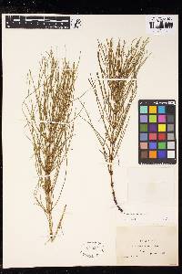 Equisetum arvense image