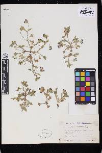 Nemophila maculata image
