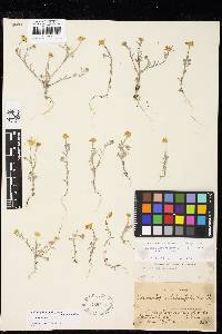 Eriophyllum ambiguum var. ambiguum image