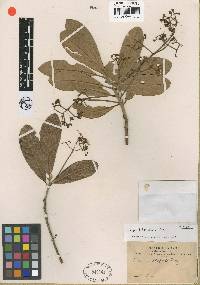 Image of Persea bilocularis