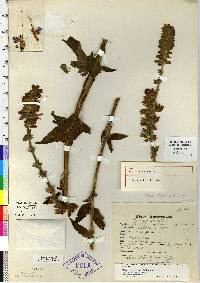 Image of Salvia alata
