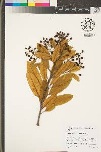 Image of Heteromeles arbutifolia