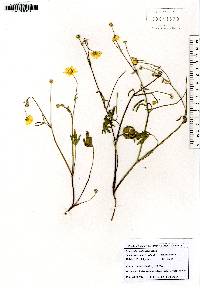 Ranunculus californicus image