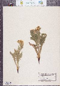 Crepis occidentalis subsp. conjuncta image