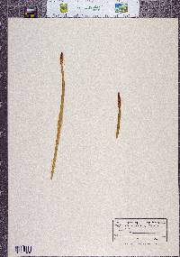 Eleocharis macrostachya image