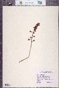 Corallorhiza maculata image