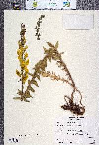 Linaria dalmatica image