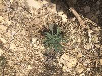 Phacelia imbricata var. imbricata image