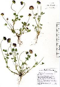 Image of Trifolium grayi