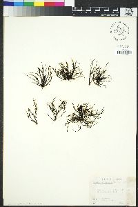 Image of Chondria californica