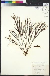 Image of Gracilaria textorii