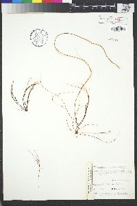 Image of Gracilaria verrucosa