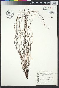 Image of Gracilaria sjoestedtii