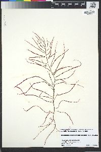 Image of Gracilaria andersonii