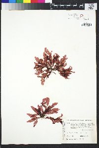 Phycodrys setchellii image